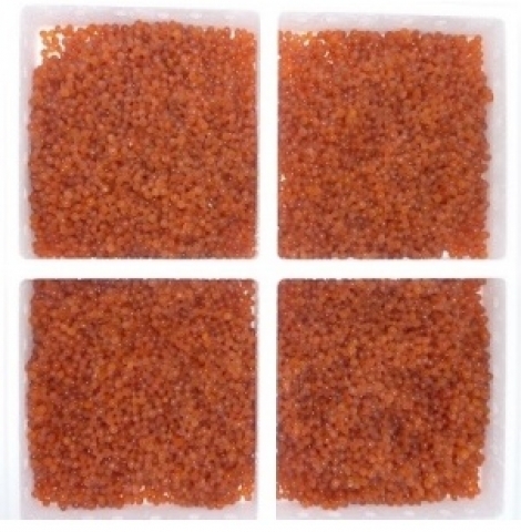 Hueva de trucha triploide