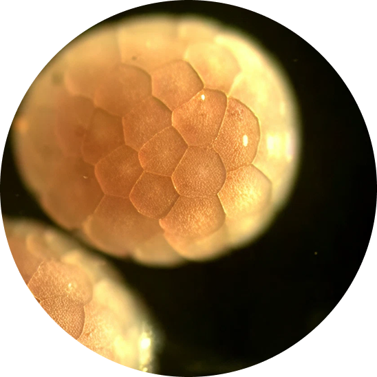 Área de genética y Reproducción